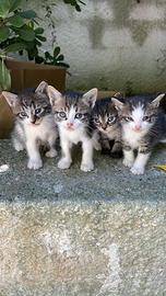 Gattini cuccioli