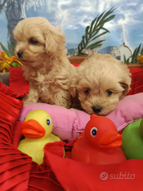 Albicocca è il colore dei cuccioli Maltipoo