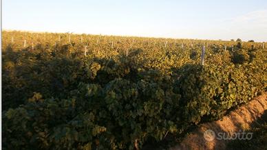 Vigneti e terreni agricoli Romania