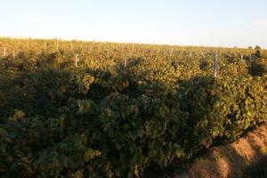 Vigneti e terreni agricoli Romania