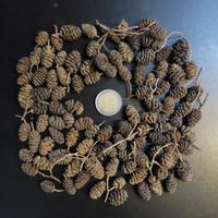 Acquario Pigne d'ONTANO Cisti di ARTEMIA