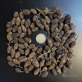 Acquario Pigne d'ONTANO Cisti di ARTEMIA