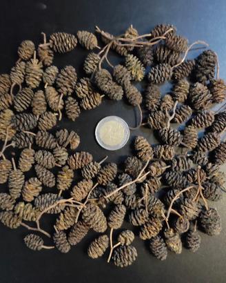 Acquario Pigne d'ONTANO Cisti di ARTEMIA