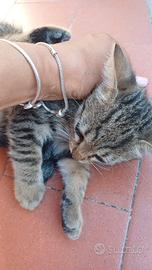 Cucciolo di gatto di 2 mesi