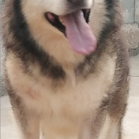 Malamuta