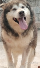 Malamuta