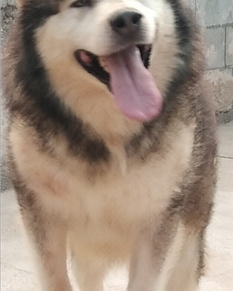 Malamuta
