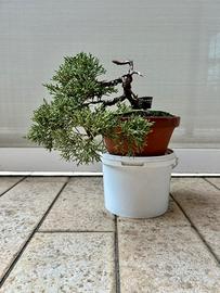 Ginepro kishu prebonsai