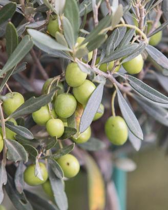 Uliveto di 11.400 mq vicino Roccagorga e Maenza
