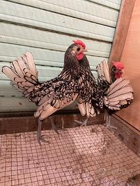 Galline Sebright argento