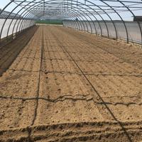 Tunnel Serre complete di impianto di irrigazione