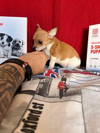 chihuahua femmina biqnco arancio toy 85gg