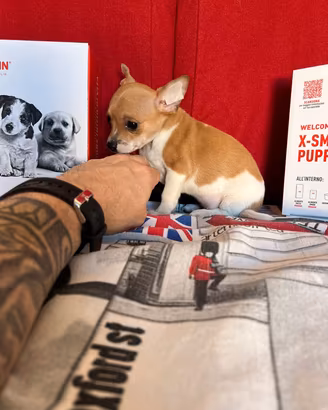 chihuahua femmina biqnco arancio toy 85gg