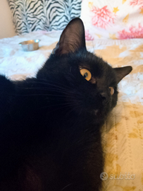 Gatto nero Bombay
