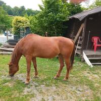 Cavallo paint horse quarter