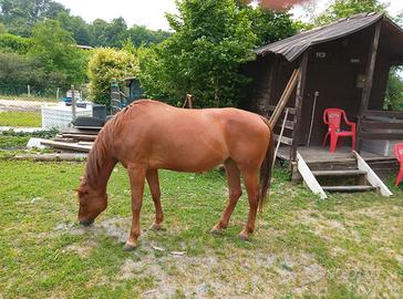 Cavallo paint horse quarter