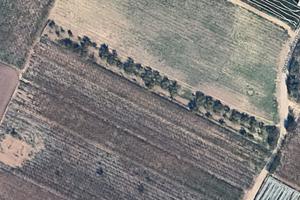 Oliveti e vigneti IRRIGUI a Ruvo di Puglia