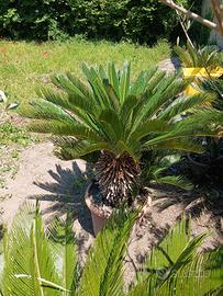 cycas 