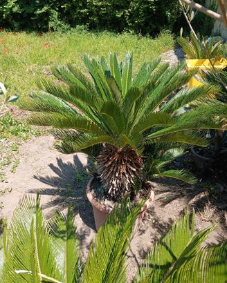 cycas 