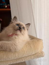 Elsa gattina ragdoll disponibile