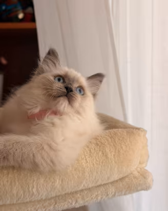 Elsa gattina ragdoll disponibile