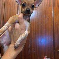 CHIHUAHUA mini toy