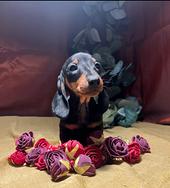 Cuccioli bassotto ted. kaninchen/nano vari colori