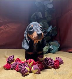 Cuccioli bassotto ted. kaninchen/nano vari colori