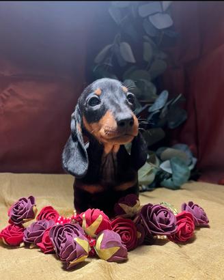 Cuccioli bassotto ted. kaninchen/nano vari colori