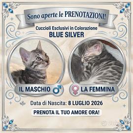 Gatto bengala