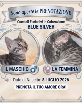 Gatto bengala
