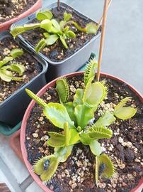 Pianta carnivora ingorda Dionaea muscipula Dionea 