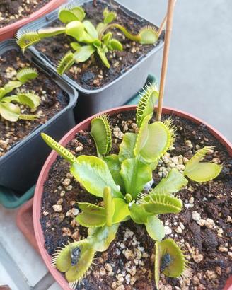Pianta carnivora ingorda Dionaea muscipula Dionea 