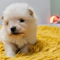 Volpino di pomerania spitz tedesco nano