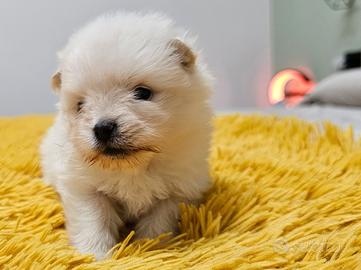 Volpino di pomerania spitz tedesco nano