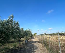 Terreno agricolo a Triscina