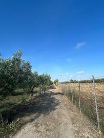 Terreno agricolo a Triscina
