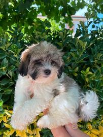 Cuccioli di MALSHI