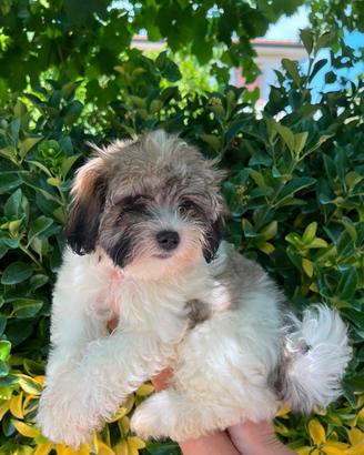 Cuccioli di MALSHI