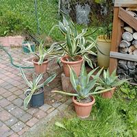 Agave americana variegata