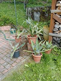 Agave americana variegata