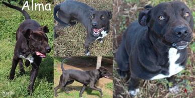 Alma, una cucciolona adorabile, simil pit