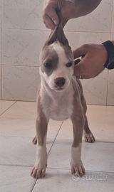 ameerican Pitbull Terrier 