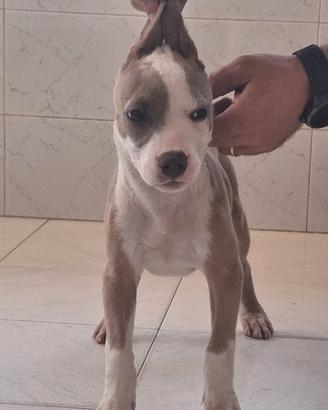 ameerican Pitbull Terrier 