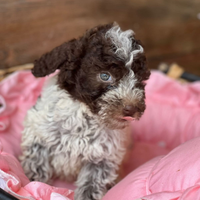 Lagotto