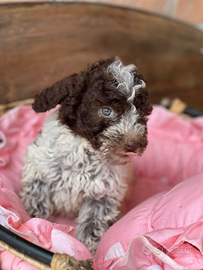 Lagotto