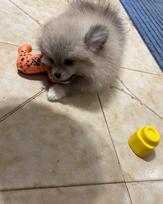 Spitz nano di pomerania