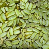 Salvinia natans