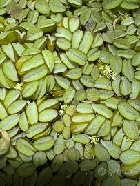 Salvinia natans