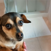 Pincher pincer simil toy